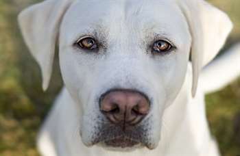 Cachorro olhando para a câmera