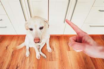 Cachorro recebendo uma ordem