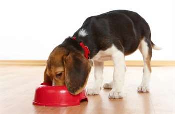 Cachorro comendo ração