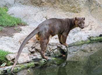 fossa de madagascar