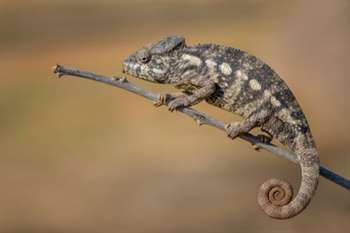 camaleão gigante de madagascar