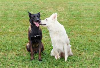 10 conselhos para controlar o apetite sexual do cão