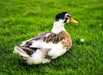 Pato como mascote: companheiro carinhoso