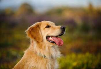 golden retriever