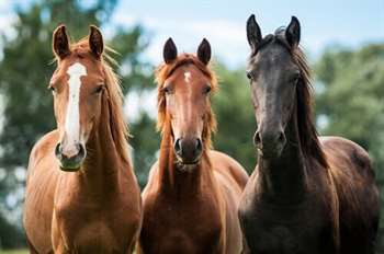 Conhecendo melhor os cavalos