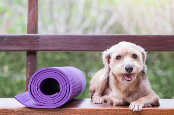 Medicina preventiva para bichos de estimação