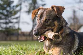 Cachorro com osso grande