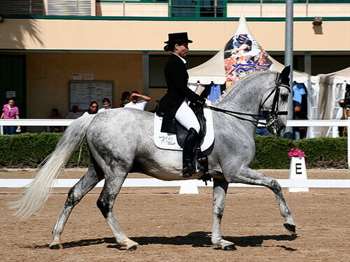 curiosidades sobre cavalos