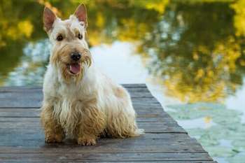 Conheça todas as raças de Terrier