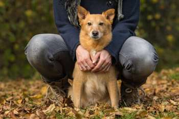 A insuficiência cardíaca em cães