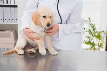 Como escolher o veterinário ideal para o seu bicho de estimação