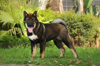 Shikoku ou cão-lobo japonês: corajoso e engraçado