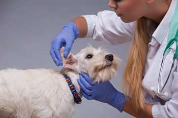 Cuidados contra a otite canina