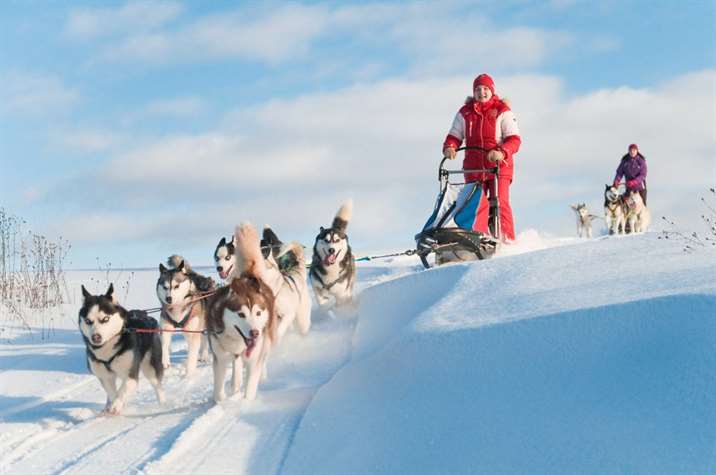 Tudo sobre o Husky Siberiano