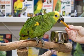 Como evitar problemas em pet shops e canis