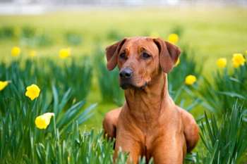 Remédios caseiros para cães