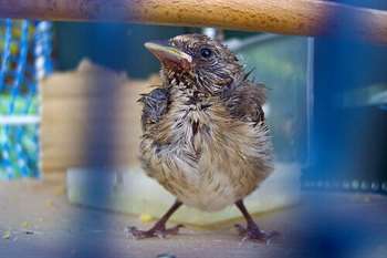 Doenças de aves em cativeiro: saiba mais