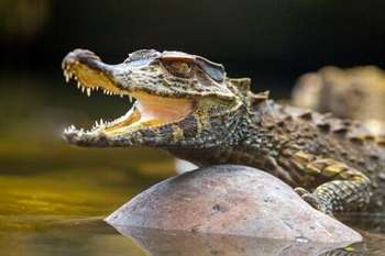 Jacaré Caiman