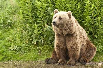 Urso