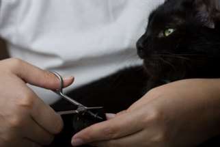 Cuidados com as unhas do gato