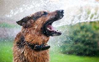 Cão tomando banho