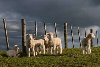 A inteligência dos animais de fazenda