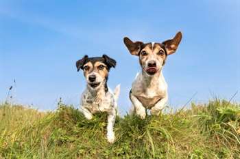 cães correndo no campo