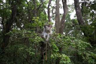 Macaco verde