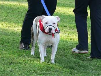 Focinheira para cães