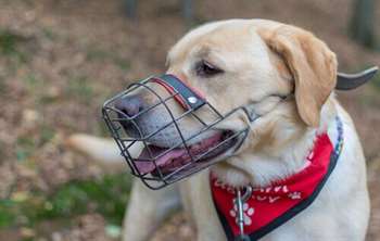 Ensinar um cão a usar focinheira: veja dicas