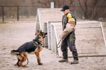 vida de um cão policial