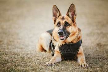 Nomes para cães policiais