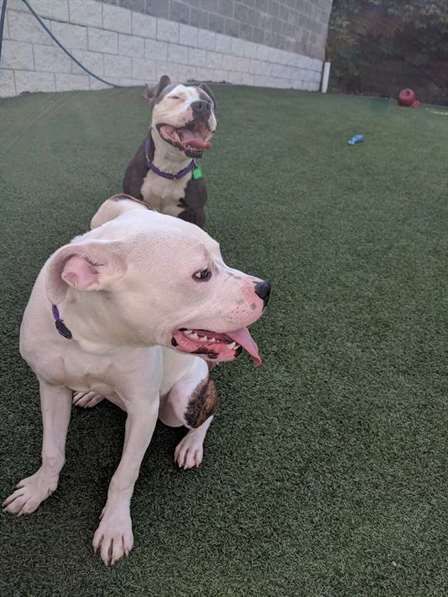 Um supervisor do departamento de construção deparou-se com uma casa que possuía dois cães amarrados no porão e dois filhotes presos no sótão.