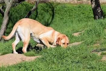 Saiba como ensinar o seu cão a rastrear