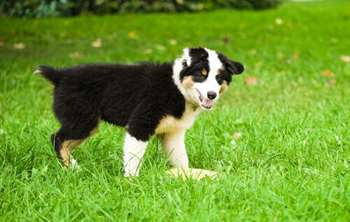 O porquê das fezes amareladas de cachorro