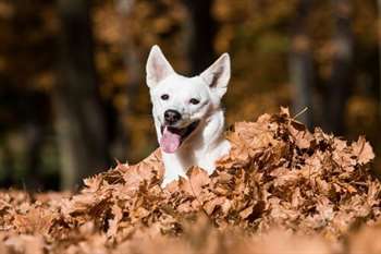 Comportamento do cão de Canaã