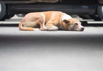 Cão dormindo