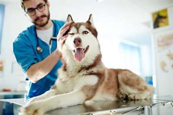 Cão no veterinário