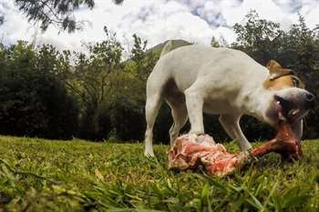 A carne crua é boa para os cães?