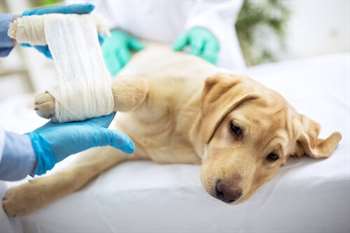 Cachorro com pata enfaixada