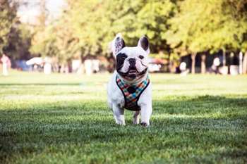 Buldogue francês: Um cão carinhoso e inteligente