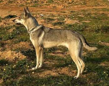 cão lobo