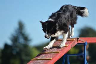 Brincadeiras com o border collie