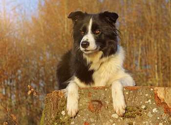 Uma Border Collie arrisca a vida para salvar uma menina