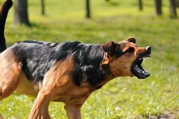 cão agressivo