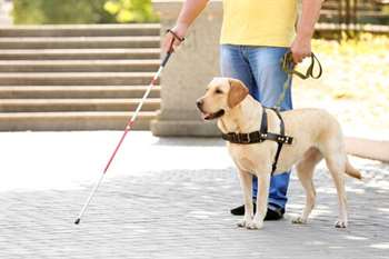 Vida do cão-guia: como é a rotina deste animal?