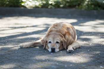 cão deitado na rua