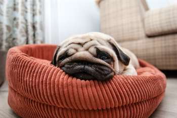 pug em sua cama