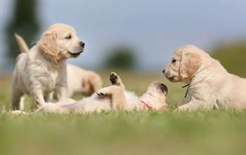 labradores brincando