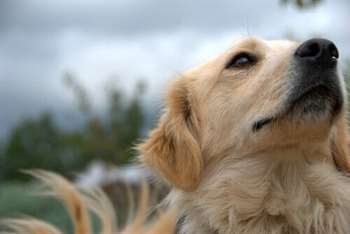 Como devo escovar a pelagem de um cão?